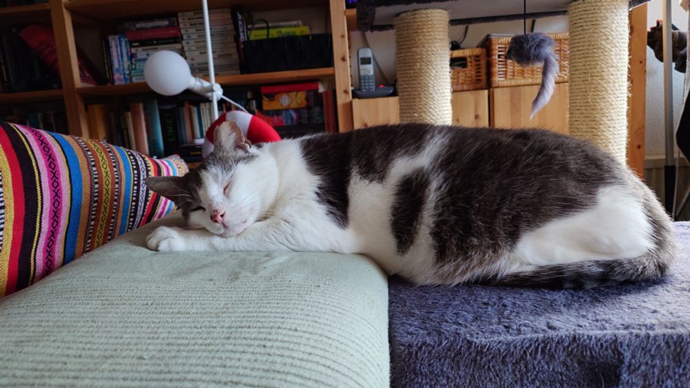 Manitou, a white cat with grey markings, sleeping. His back half is resting on the platform of a cat tree. His front half is on the backrest of a couch, which is ever so slightly higher than the cat tree platform. His head is resting on his paws and he looks very relaxed