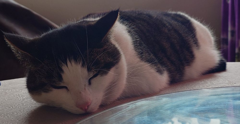 Lilith, a white and mackerel, snoozing on a table. She is laying down very straight