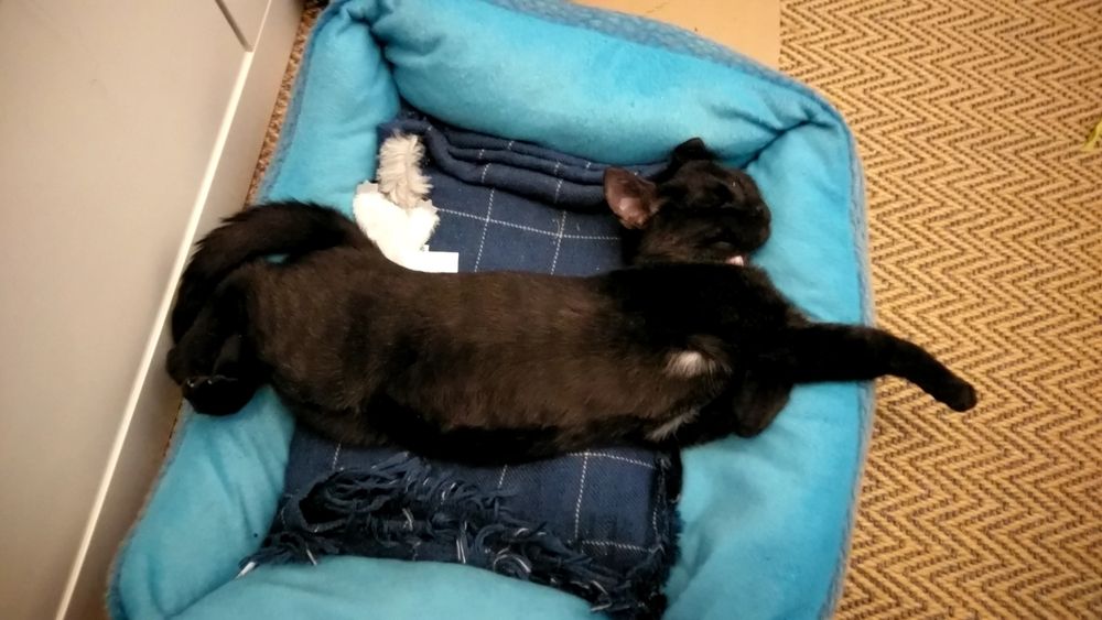An old photo of Nyx, a black kitten with white markings. She is laying stretched along the short side of a cat bed, making one of her front paws stretch over it. Her tummy is exposed and she looks very pettable