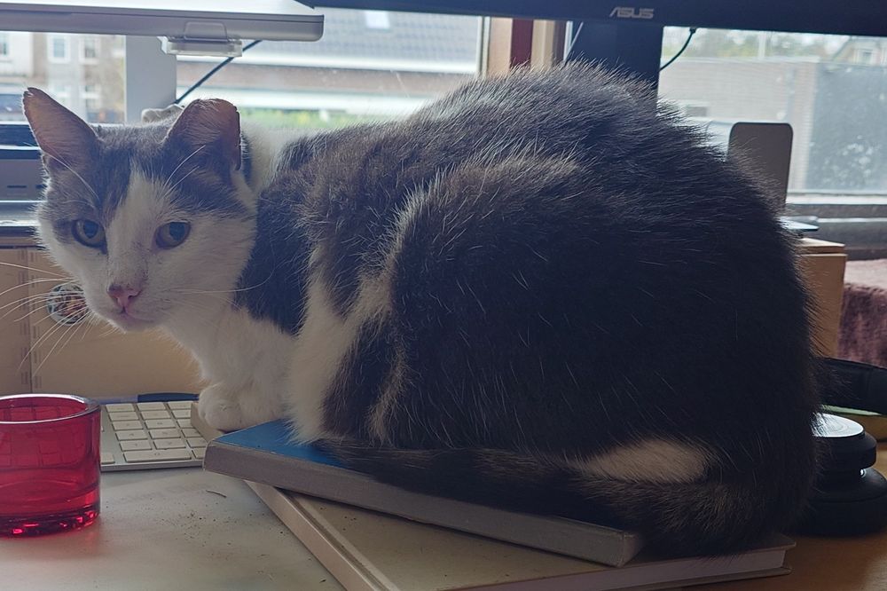 Manitou, a white and grey cat, resting atop a book on a desk in front of a keyboard. He is looking at the camera with an almost apologetic face