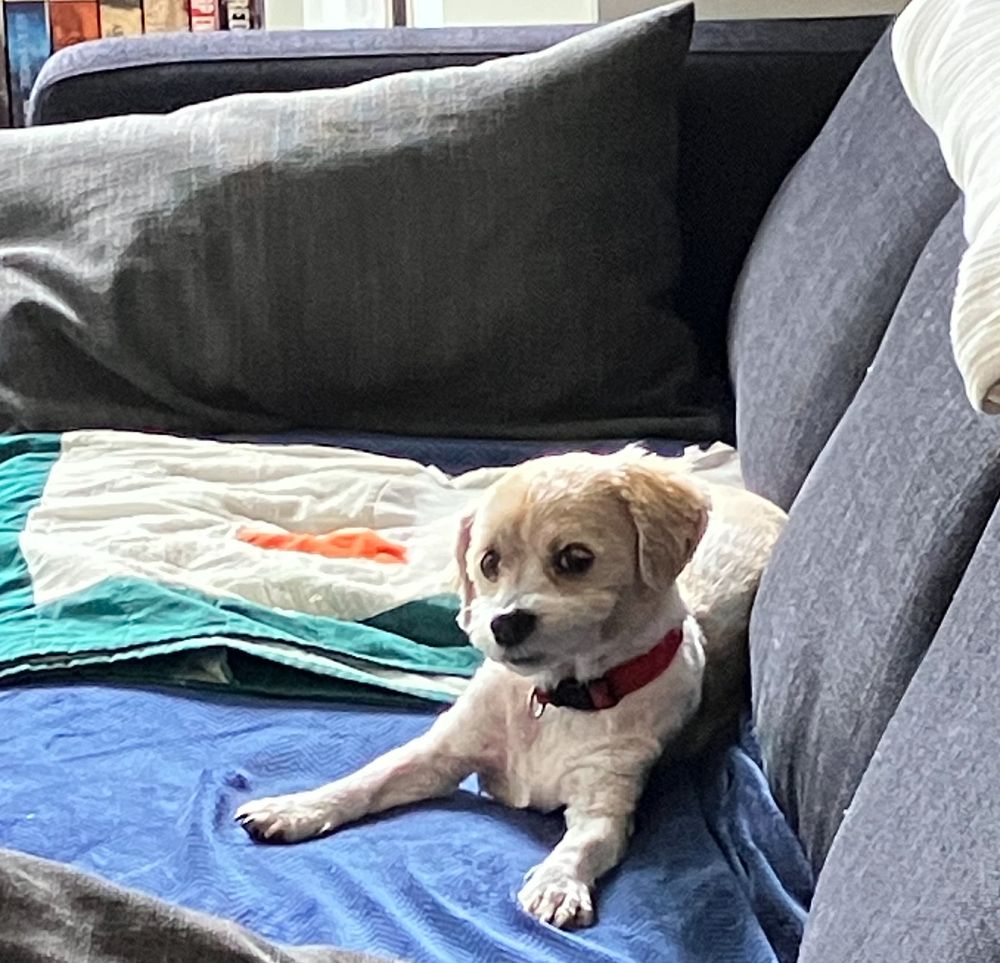 A picture of Mitzie - a cute, old, small dog.