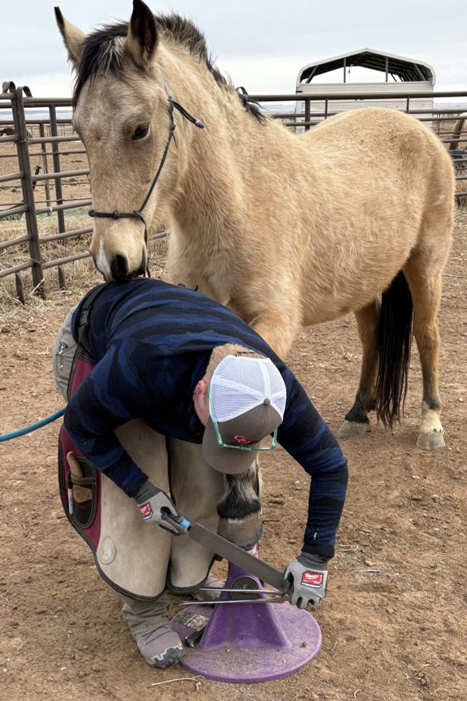 Emily is trimming a horse's hoof. The horse is a buckskin (yellow body and black mane). Its hoof rests on a purple stand. Emily is rasping the outer wall of the hoof. 