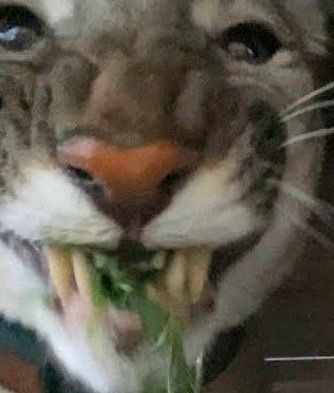 Close up of Puma munching greens 