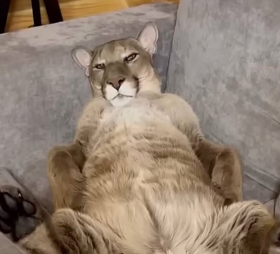 A puma manspreading. 