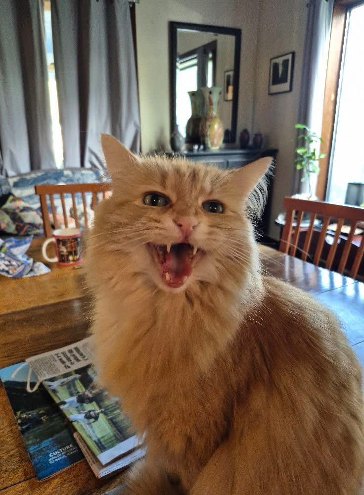 Longhaired orange tabby is meowing loudly. He seems delighted. 