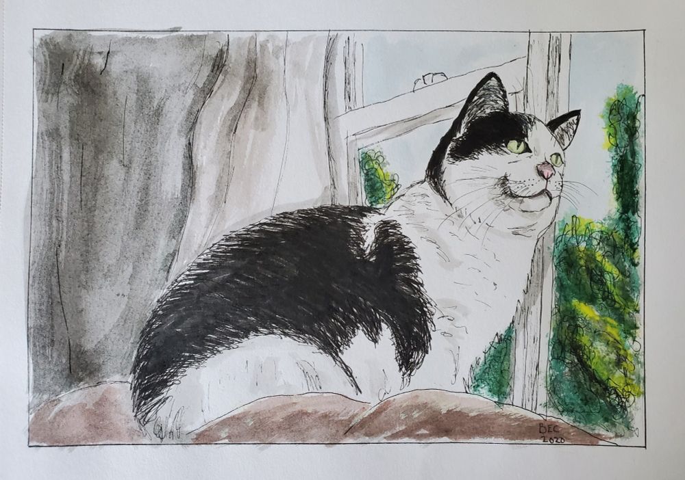 Watercolor and ink drawing of a black and white cat looking out a window.