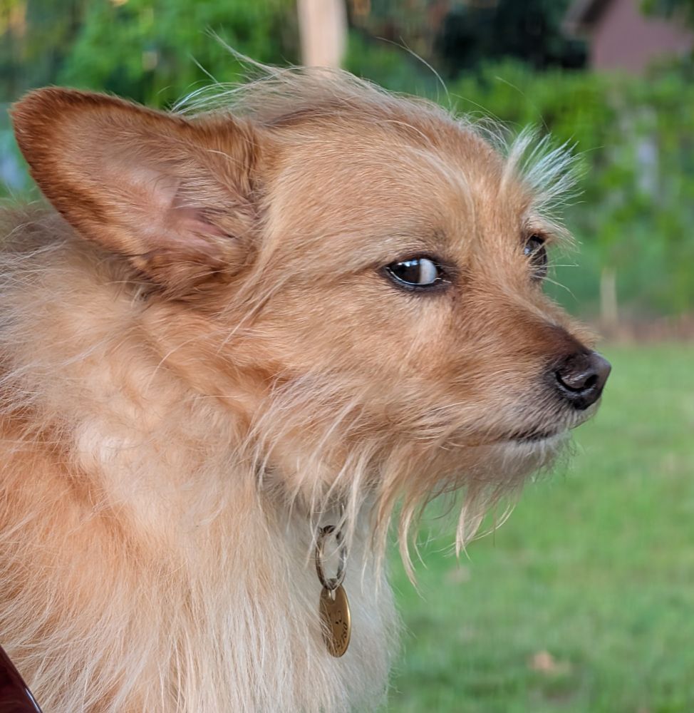 Milo, a small tan Chihuahua mix, giving an epic side eye outside. 