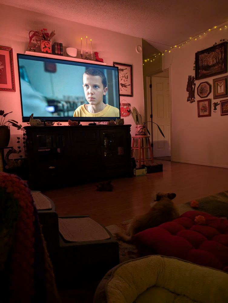 A photo of a cozy living room where Milo, a tan long haired chorkie mix, lays on the floor staring at Stranger Things on the TV. 