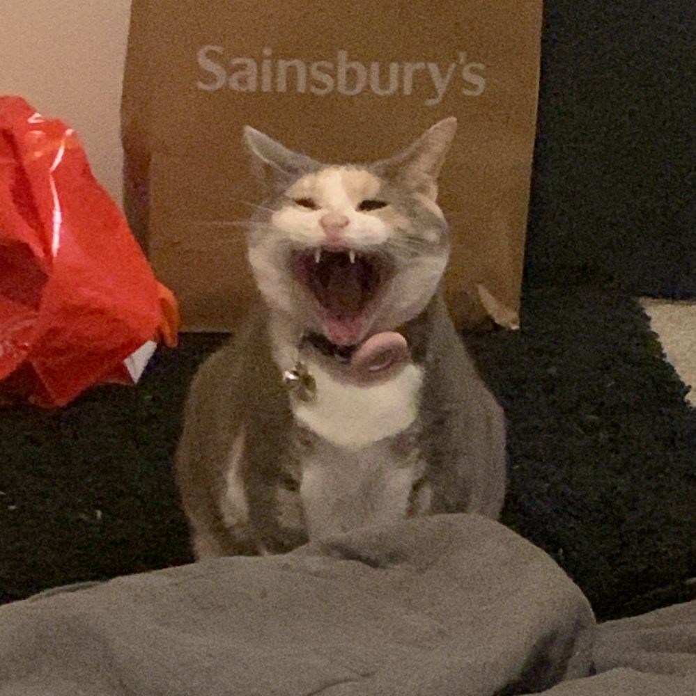 My cat Luna sat on the floor, she is very round and is also mid yawn showing off her giant mouth complete with little white fangs  