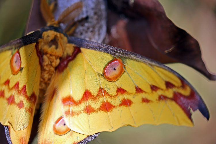comet moth