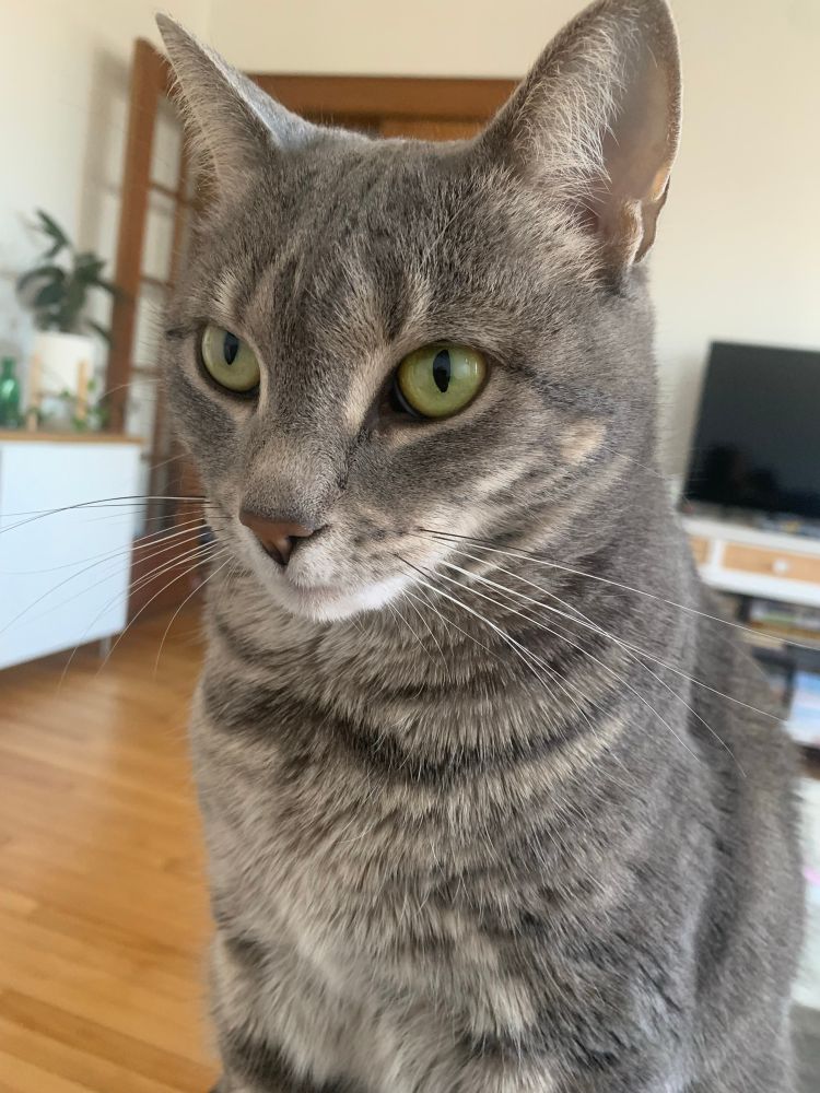 À grey tabby cat, same as original photo, staring into the void with a vacant look on her face 