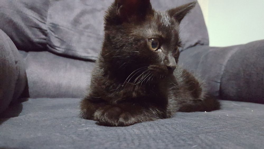 A little 6-7 week old black kitten named Khoshekh lying on an armchair.