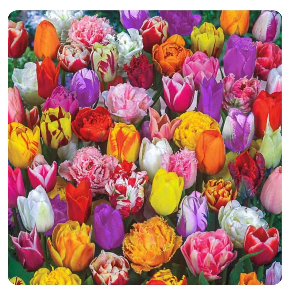 A view of many different multicolored tulips