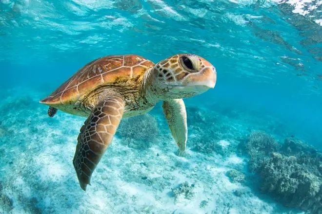 A turtle, swimming