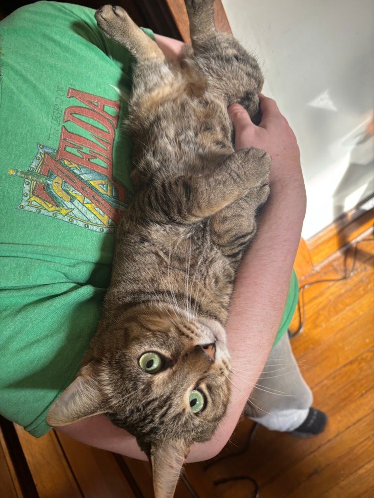 A photo of Bruschetta, Renata’s tabby cat, being held like a baby, looking up at the camera