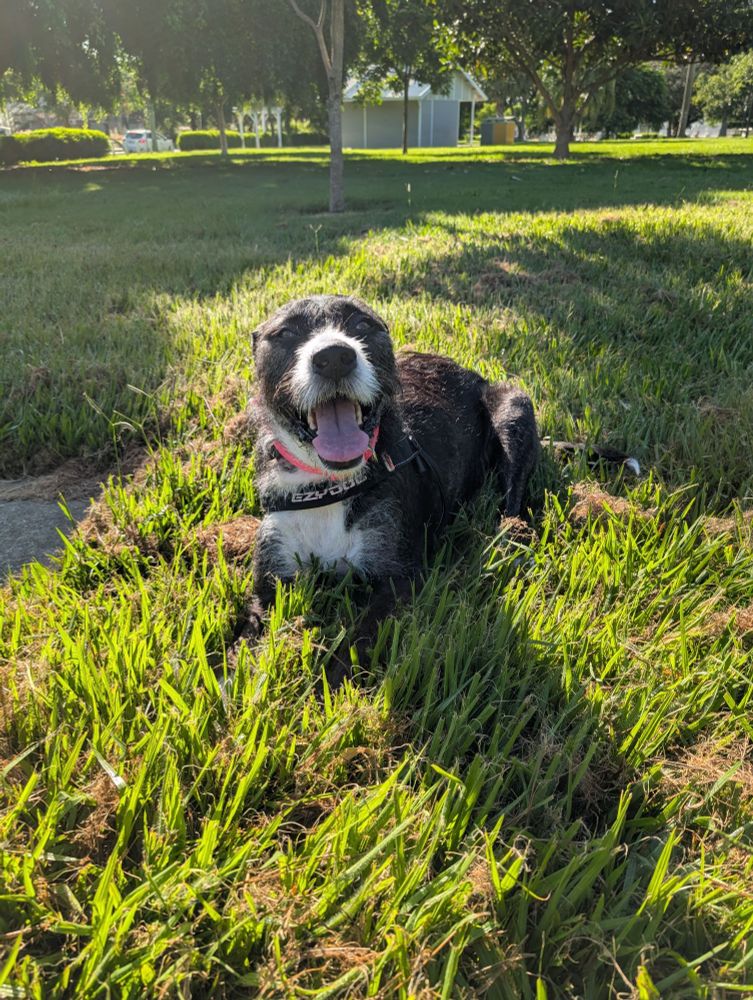 My dog Doggo, a stag hound X bull arab, chilling in the grass