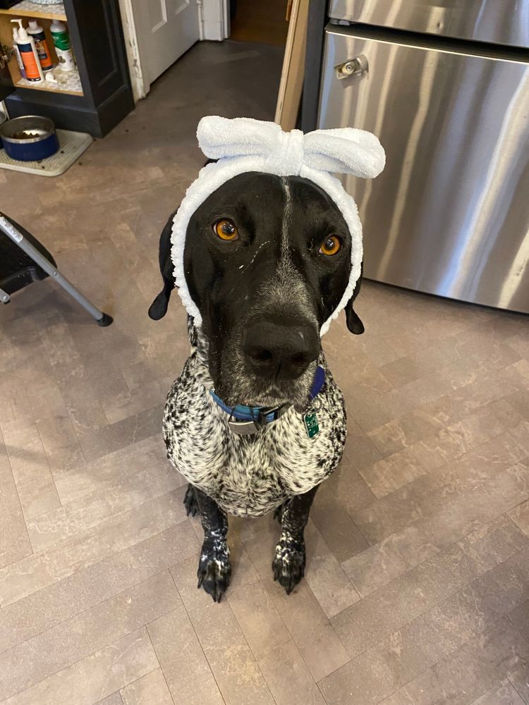 A black and white speckled German shorthaired pointer is facing the camera wearing a headband with a bow on it.