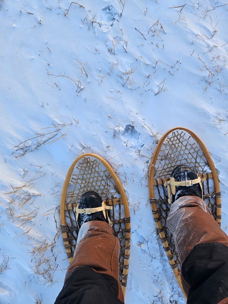 A first person view, looking down at feet in newer, but traditional style snowshoes.  Grass peaks through the snow.