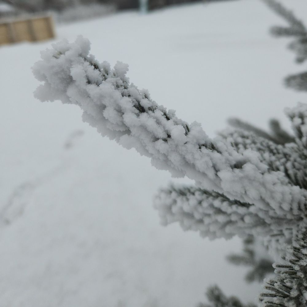 Tightly packed dendrites of ice are shown on a branch of a black hills spruce in the foreground.  Background shows out of focus snow.