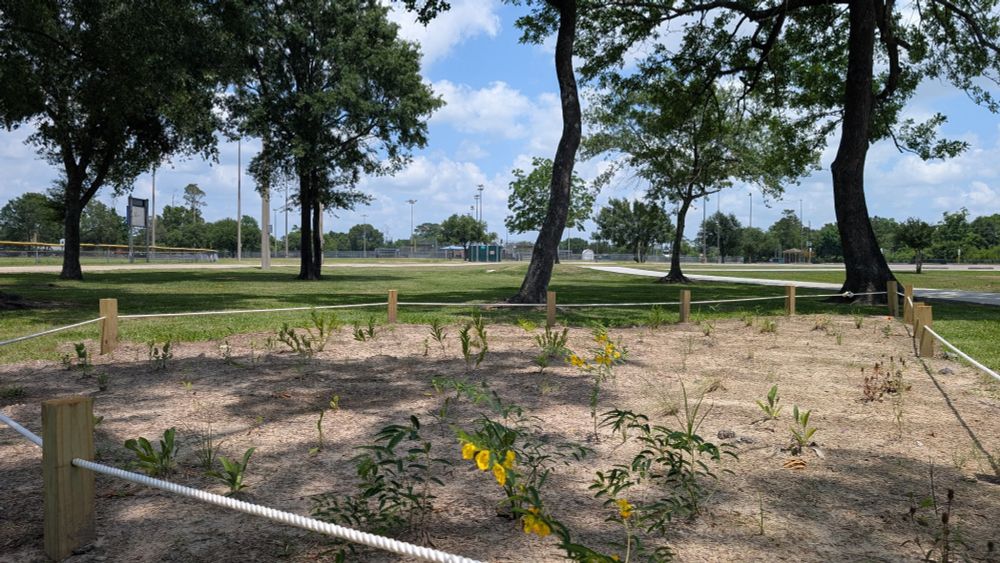 The pocket prairie is beginning to bloom a month after it was planted. 