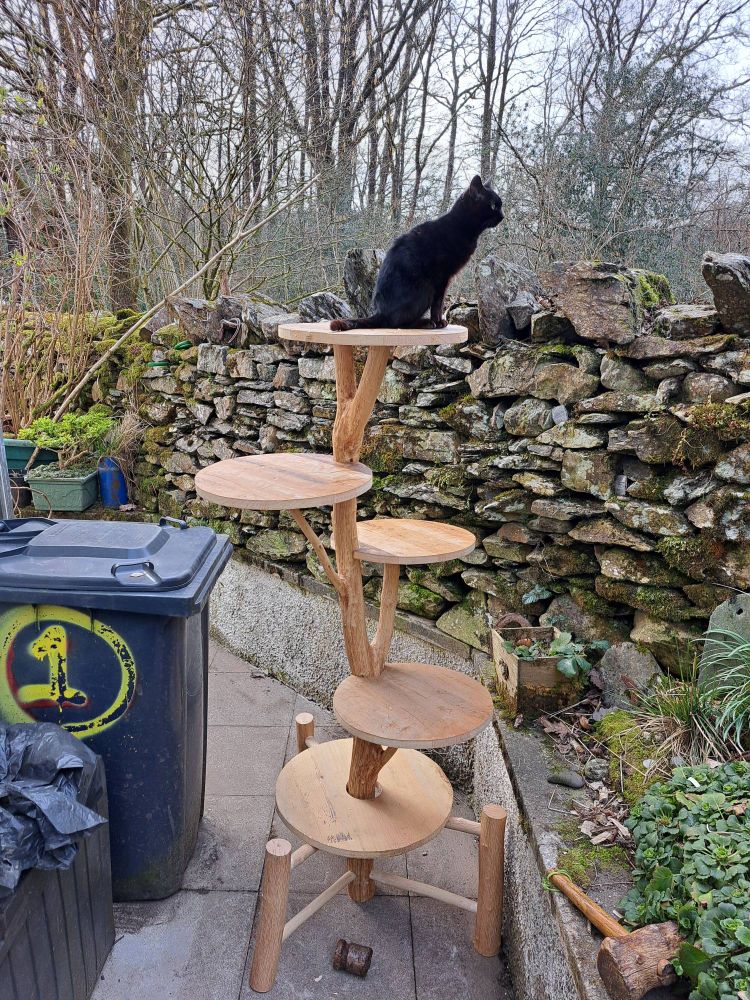 A small black cat called Inky sat on top of a cat tree which is a free standing rustic branch structure with different leval platforms  for a cat to climb when stuck in the house.