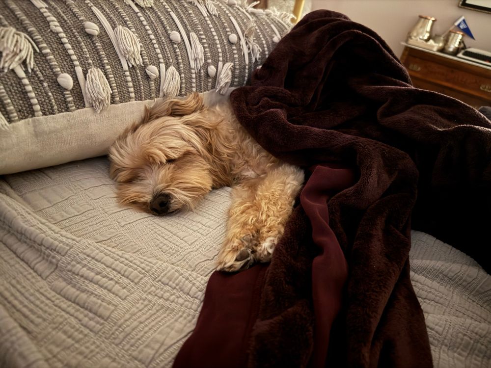 Fluffy little yellow dog sleeping peacefully under a plush maroon blanket.