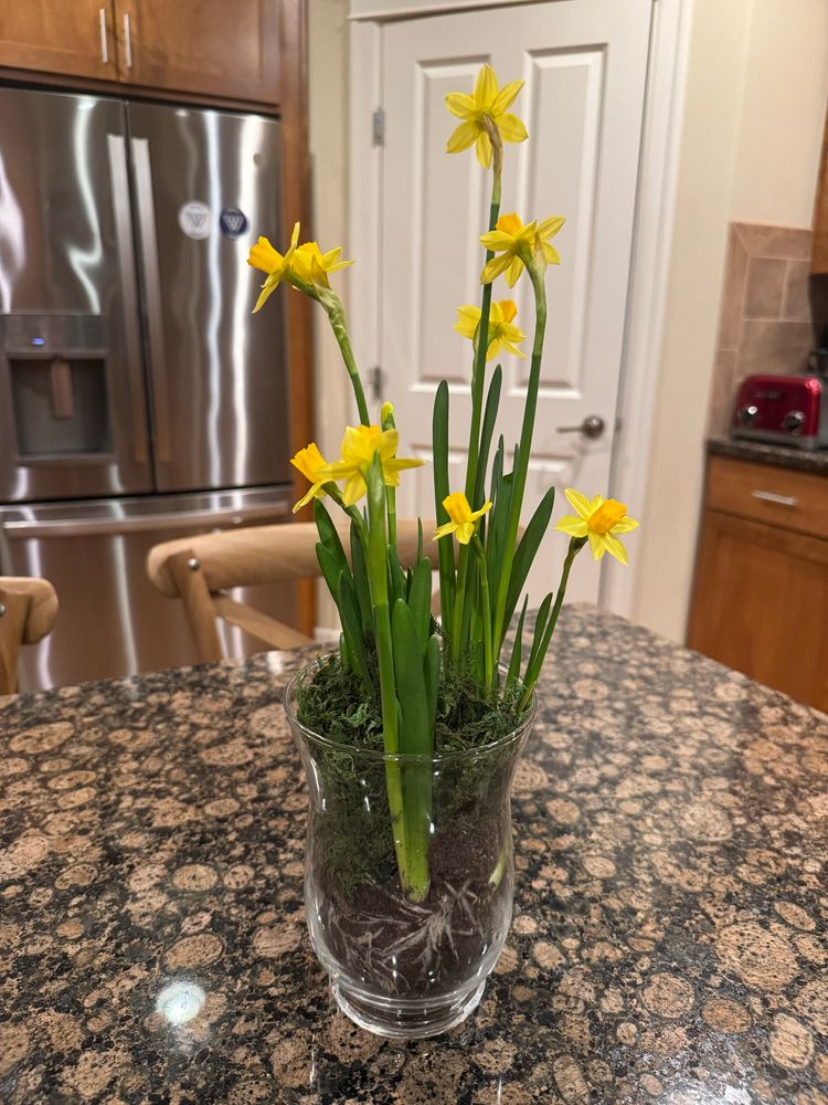 Mini daffodils and moss with bulbs, roots, and soil in clear vase.