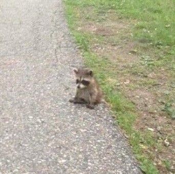 Lonely raccoon pondering the futility of existence 
