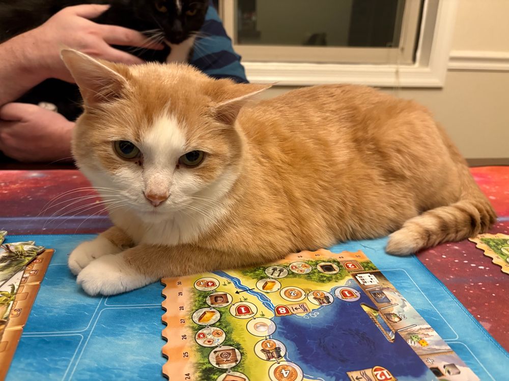 Eddie (creamsicle) and Dmitri (tuxedo) very interested in board gaming.