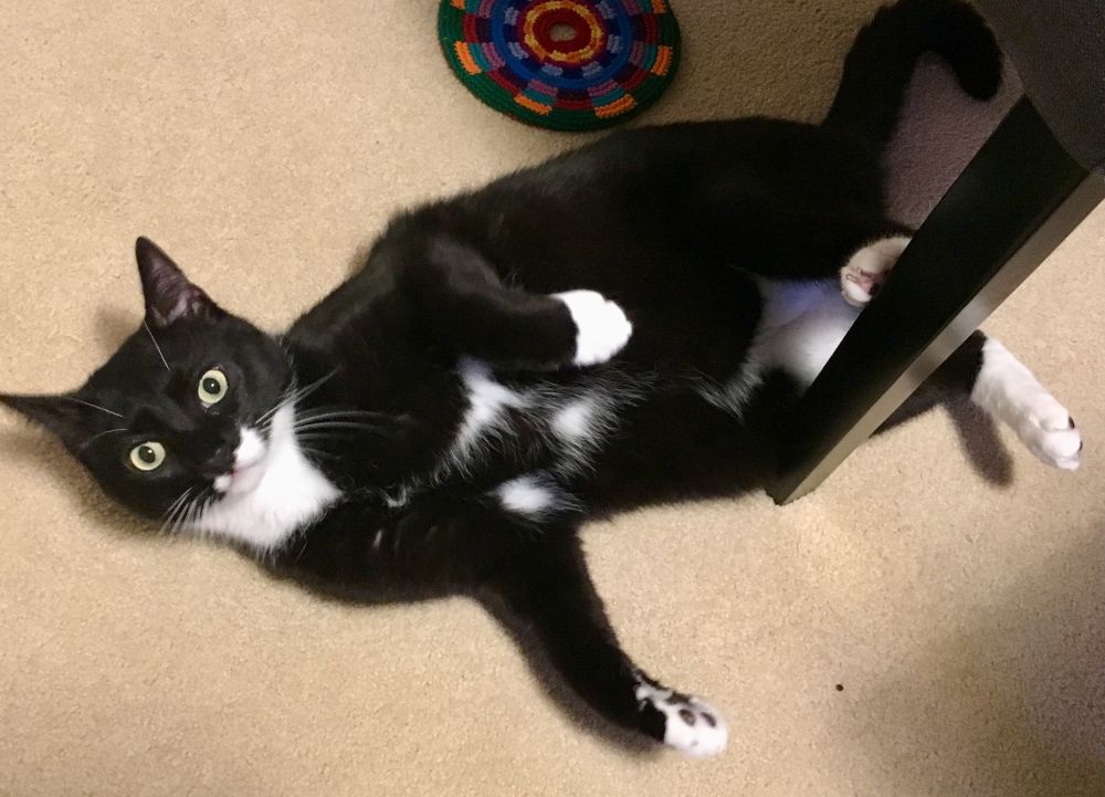 Tuxedo cat in the middle of rolling around on the floor, foot on a chair leg, looking a bit startled