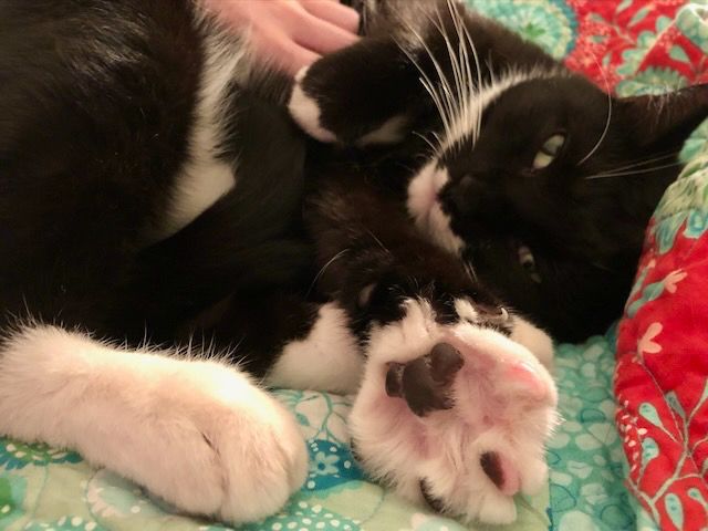 Contented tuxedo cat stretching a paw towards the camera