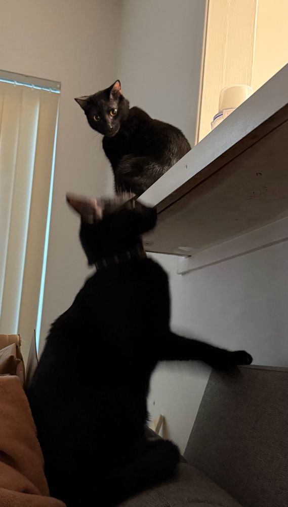One cat gets ready to jump on a counter while another cat glares menacingly at it 