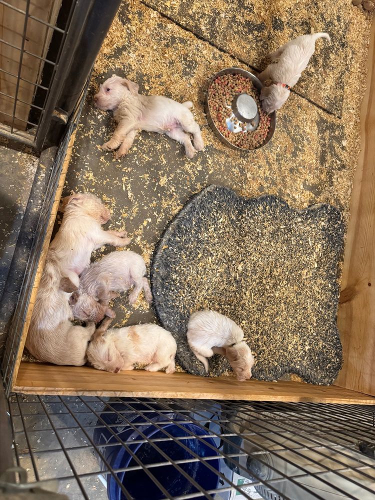 7 puppies in a large containment area. The orange collared pup is at a feeder; the rest are sacked out. 