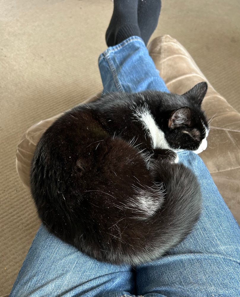 A black and white shorthair cat sleeping on my legs