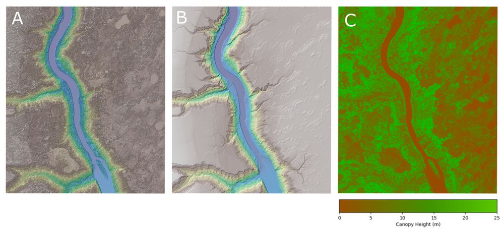 A three panel figure of a section of the Athabasca River in Alberta. Figure A is the Digital Surface Model which includes buildings, trees and other structures. Figure B is the Digital Terrain Model and is a bare-earth representation of the topography. Figure C is the Canopy Height Model (CHM) which is the difference between the DSM and the DTM. 
