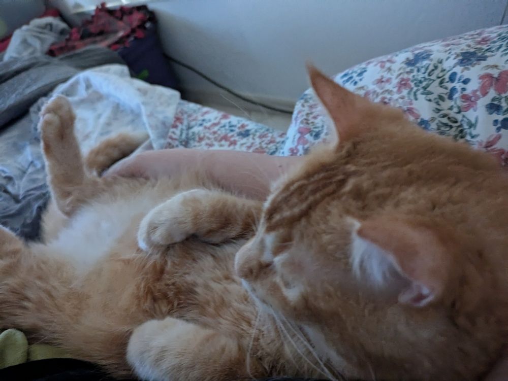 Orange tab cat being cradled against a floral pillow, sitting like a little man 