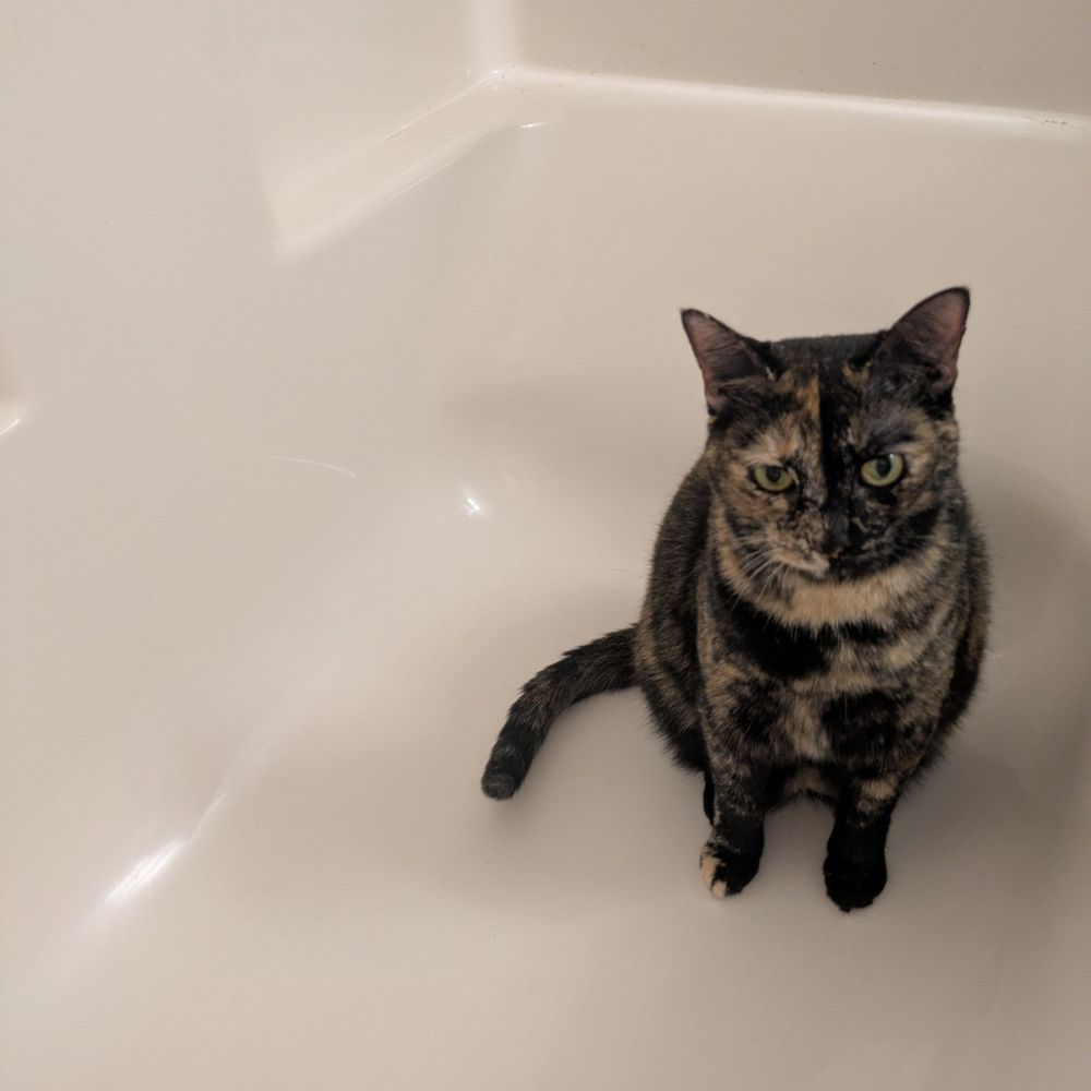 Tortie cat sitting in a bathtub 