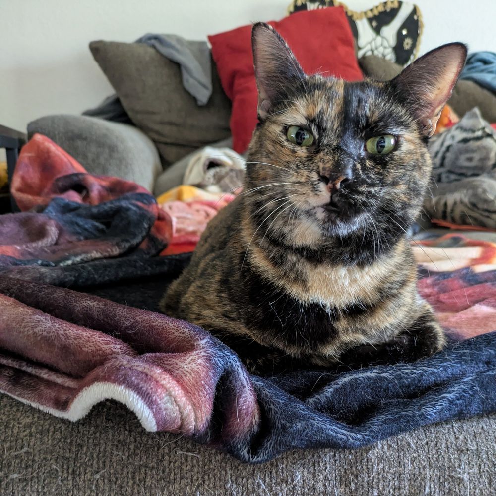 Tortie cat on a colorful blanket on a sofa facing the camera. She has a sassy expression on her face. 