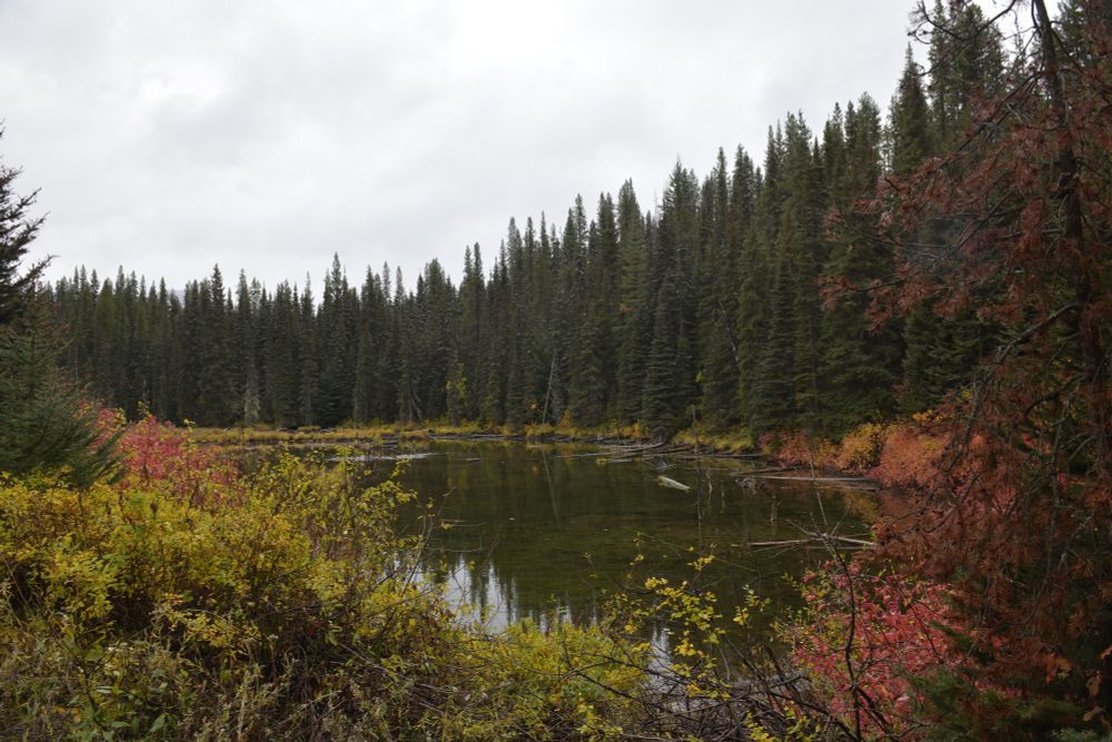 Pond high in the mountains surrounded by evergreens.