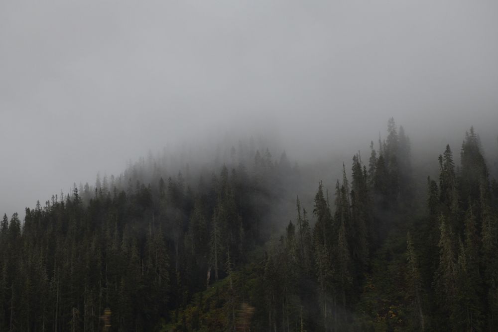 Clouds invading forested mountain sides