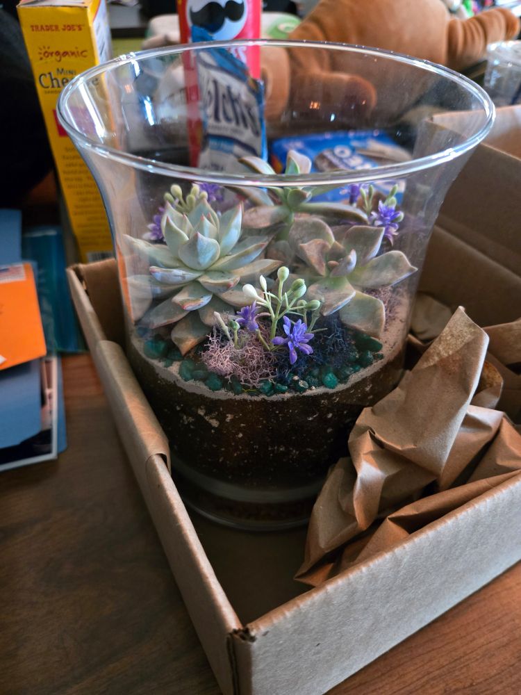 A safely packed vase terrarium with a variety of succulents and decor
