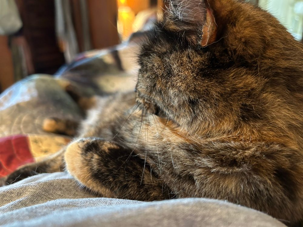 Tortie cat sprawled on a bed