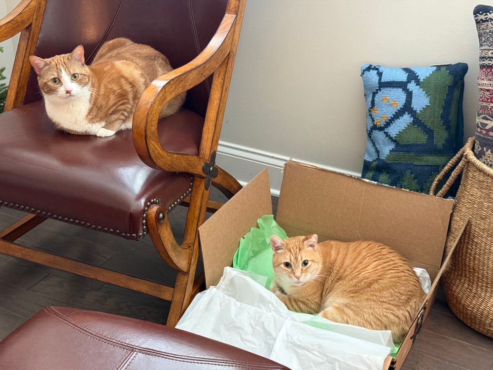 Scarlett the cat sitting on a chair and Mr Scotch the cat sitting in a box