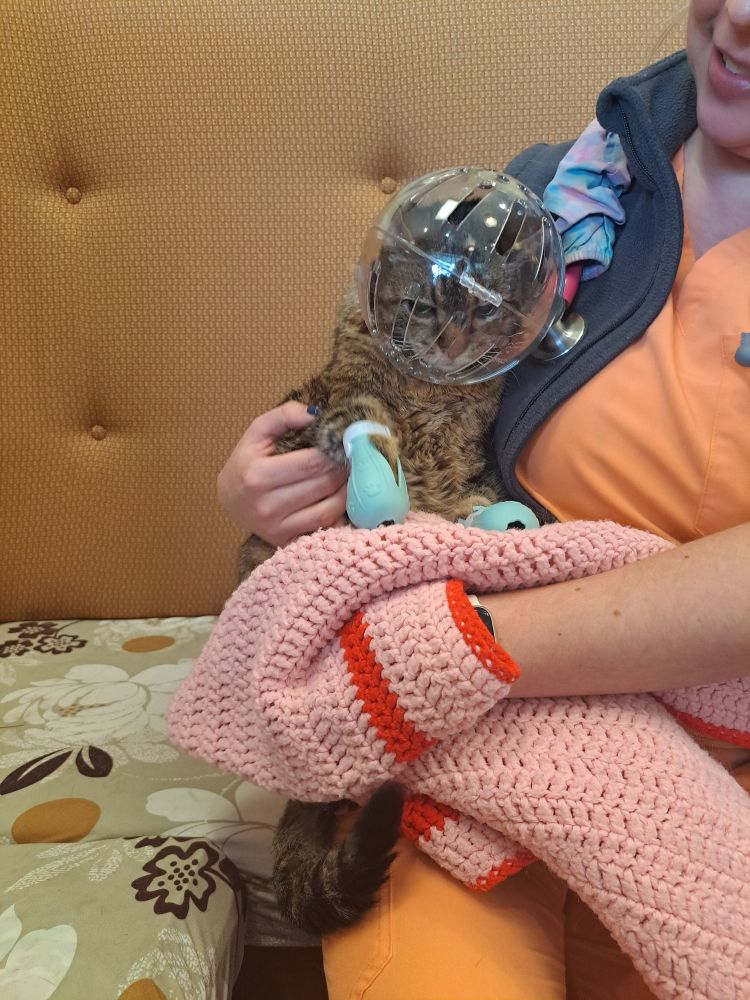 A tabby cat being held like a baby by the vet. She is wearing booties on her paws and a protective helmet that looks like a hamster wheel that completely encircles her head. It is for the vet's protection, not hers. The expression on the cats face shows that she is questioning all her life choices.