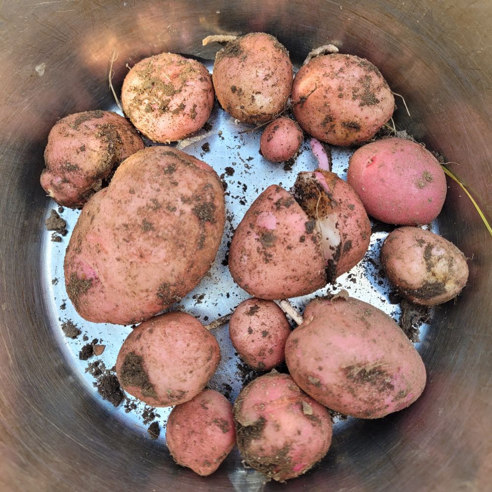 I en plåtbytta ligger ett tiotal nyss upptagna potatisar. De har svagt rosa skal och sorten heter Early Rose. 