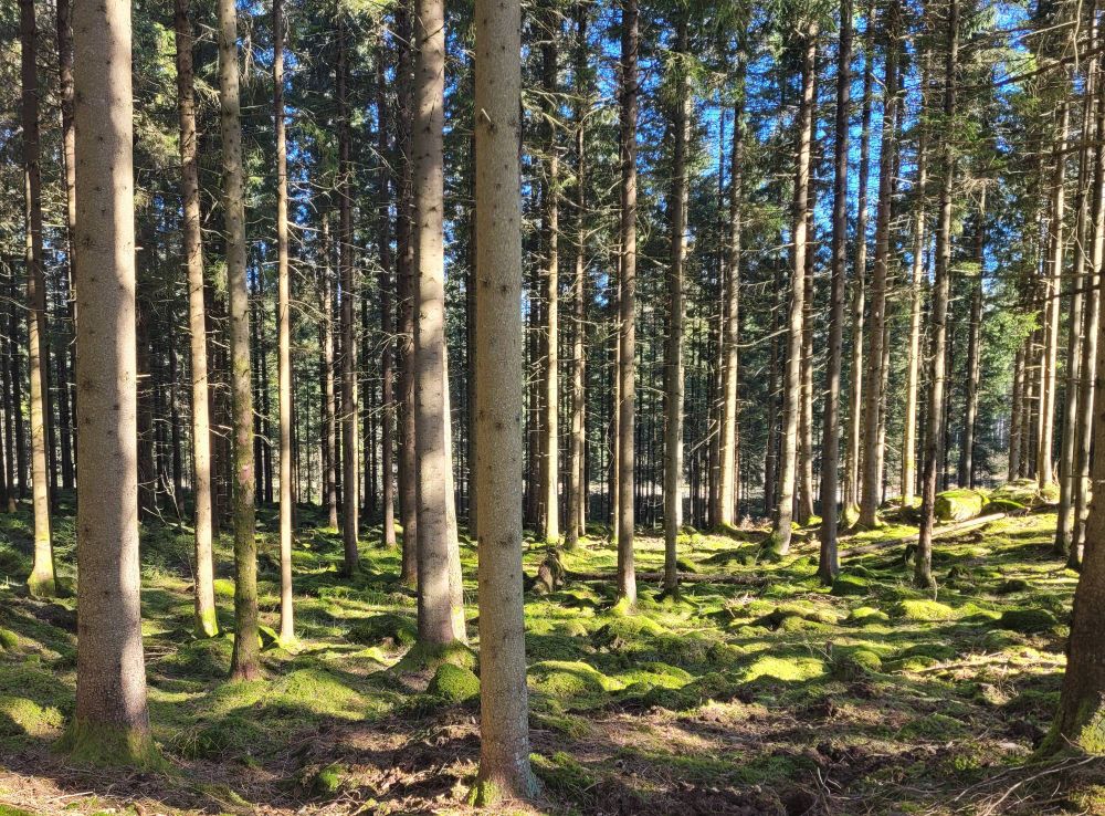 Utsikt över en gles granskog med mycket mossa. 