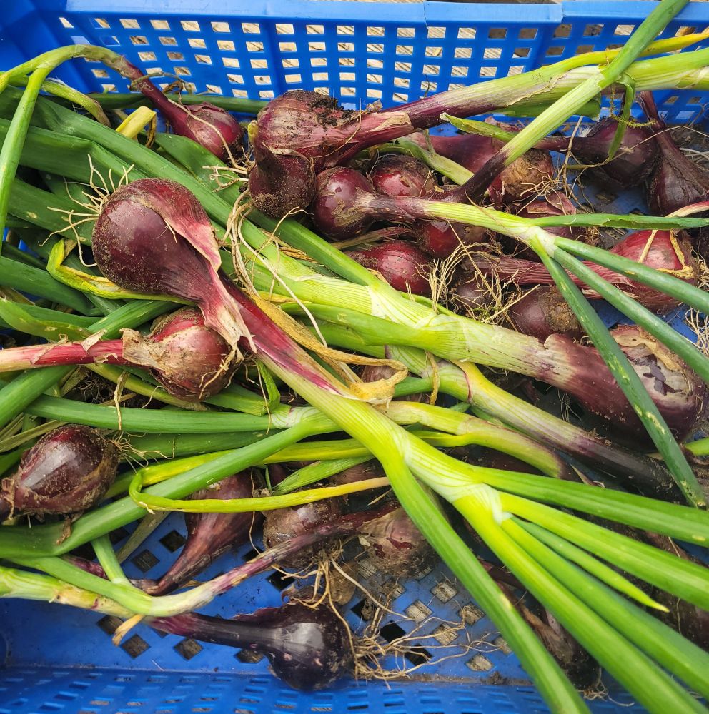 I en blå brödback av plast ligger nyskördade rödlökar i olika storlekar 