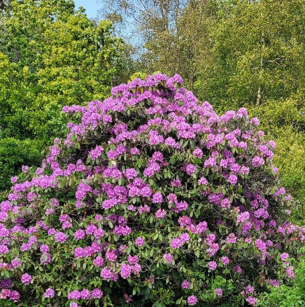 En svulstig rhododendron. Lila.