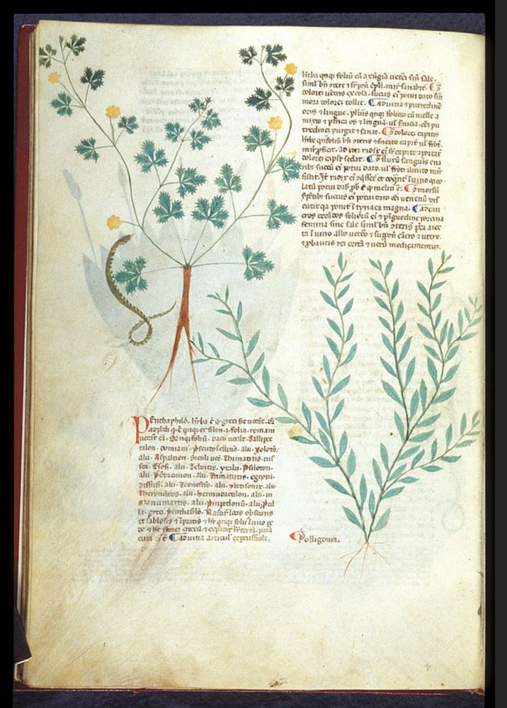  A page of a manuscript, with two columns of handwritten text, and two delicately drawn illustrations of cinquefoil and knotgrass, their stems and tendrils curling outwards onto the page and between the text 