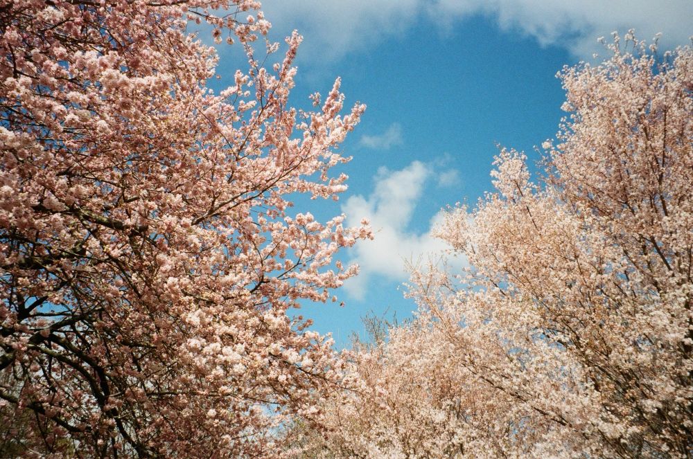 Cherry blossoms and a blue sky with some white clouds 